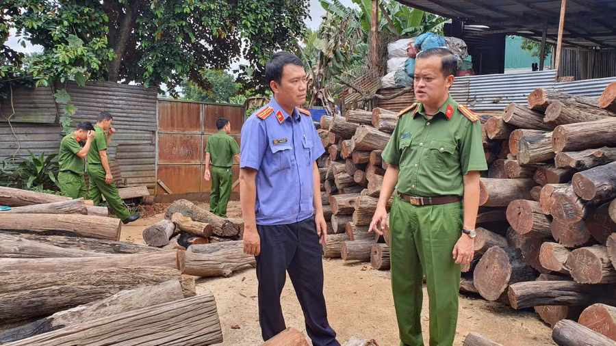 Lực lượng chức năng kiểm đếm số lượng gỗ lậu tại Công ty TNHH Thương mại và Dịch vụ gỗ Phương Tây Nguyên. Ảnh: SĐ.