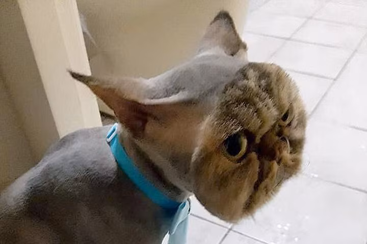 Đưa mèo đi tỉa lông, sốc khi đón về