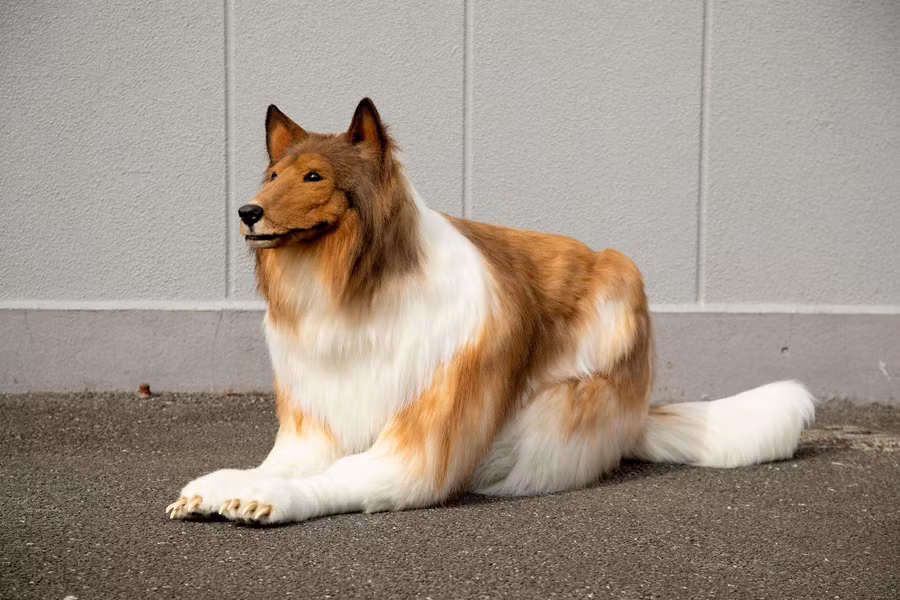 Toco trong bộ trang phục chó collie. Ảnh @zeppetJP. Toco trong bộ trang phục chó collie. Ảnh @zeppetJP.
