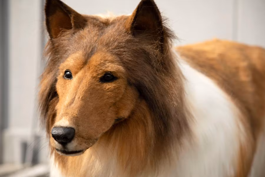 Mất 40 ngày để thiết kế và sản xuất bộ trang phục chó collie. Ảnh @zeppetJP. Mất 40 ngày để thiết kế và sản xuất bộ trang phục chó collie. Ảnh @zeppetJP.