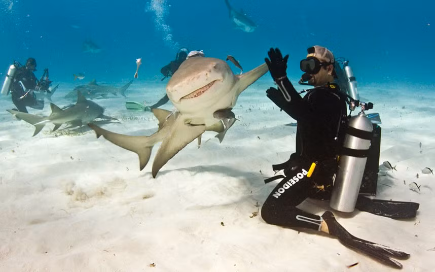 A shark gives a diver a high-five. Eli Martinez was interacting with the lemon shark in the balmy waters off the coast of The Bahamas. Eli, who works as the editor of Shark Diving magazine, said: This particular shark I had encountered before. She is very laid-back so I knew if I held my hand out she would come over. At first she was swimming straight towards me, but I didn’t expect her to turn at the last moment. She tapped my palm with her fin like we were high-five-ing.