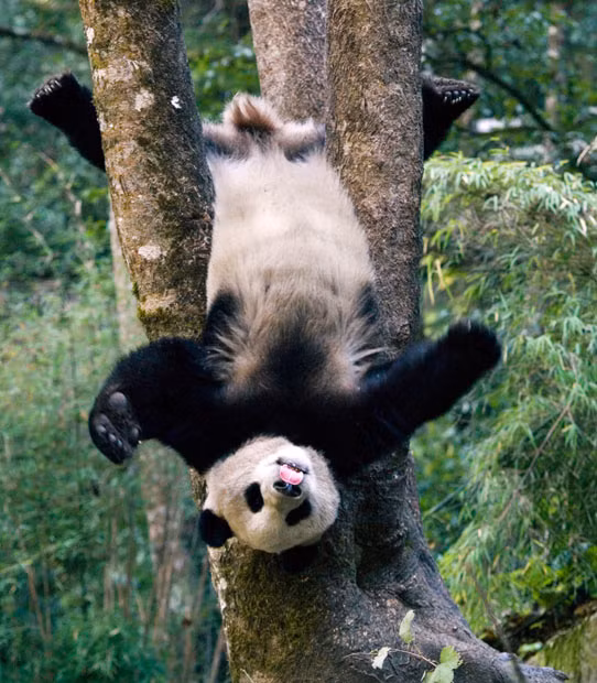 Ảnh động vật đẹp trong tuần ảnh 1 A giant panda cub shows off its gymnastics skills by hanging upside down from a tree, while also sticking out its tongue. Photographer Mitsuaki Iwago captured the scene at the Wolong National Nature Reserve in Sichuan, China.