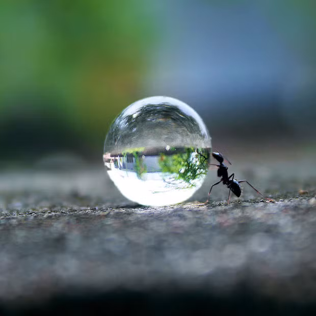 Ảnh động vật đẹp trong tuần ảnh 5 An ant appears to be trying to roll a perfectly spherical droplet of water back to its nest. Photographer Rakesh Rocky from Warangal, India, came across the plucky insects with a ball. But although the ball may have looked like a water drop, it was actually a water-absorbing polymer - or water gel - a biodegradable, non-toxic absorbent crystal alternative soil for potting plants. It can absorb approximately 400 times its weight in water.