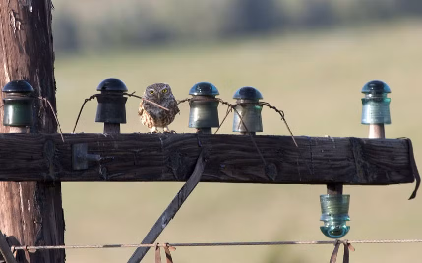A Little Owl imitates a ceramic insulator on a telegraph pole. The bird was spotted by wildlife photographer Mircea Costina in Dobrogea, Romania - but only after another bird gave its position away.