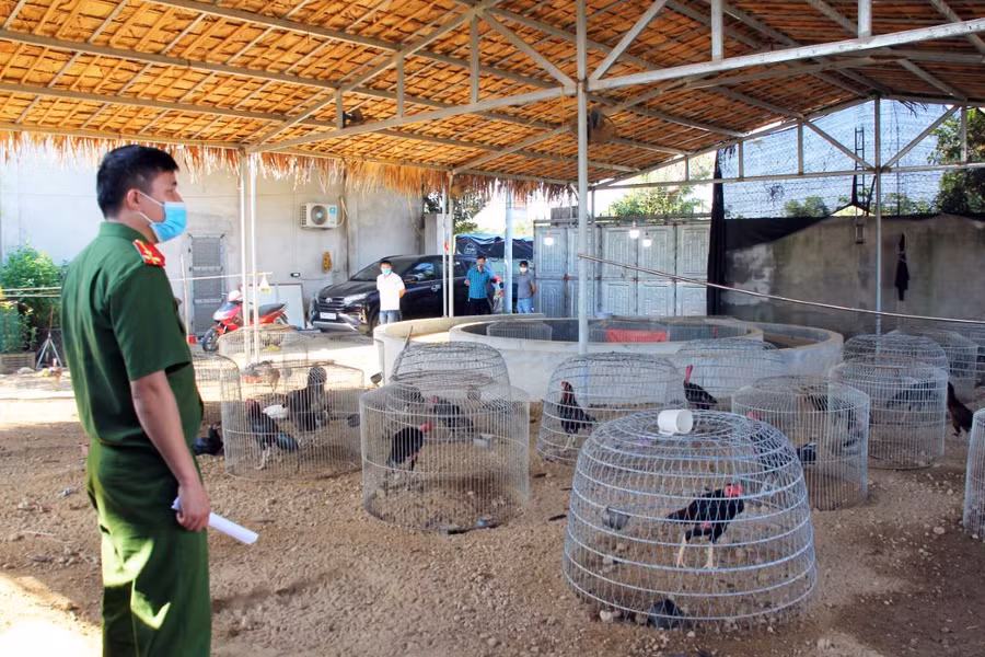 Cơ quan công an phát hiện hàng trăm con gà chọi và 2 trường gà để phục vụ đá gà. Ảnh: Công an Nghệ An.
