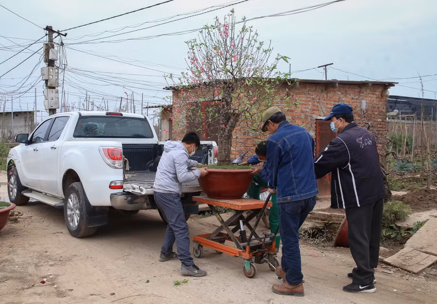 Để quá trình chăm sóc đào thuận tiện và đúng thời gian sinh trưởng, hầu như nhà vườn nào cũng thuê từ 4 đến 5 nhân công để chuyên khâu vận chuyển và chăm sóc, phục hồi. Bình quân mỗi ngày, các nhà vườn phải chi tiền triệu cho công nhân của mỗi khâu vun trồng và chăm sóc.