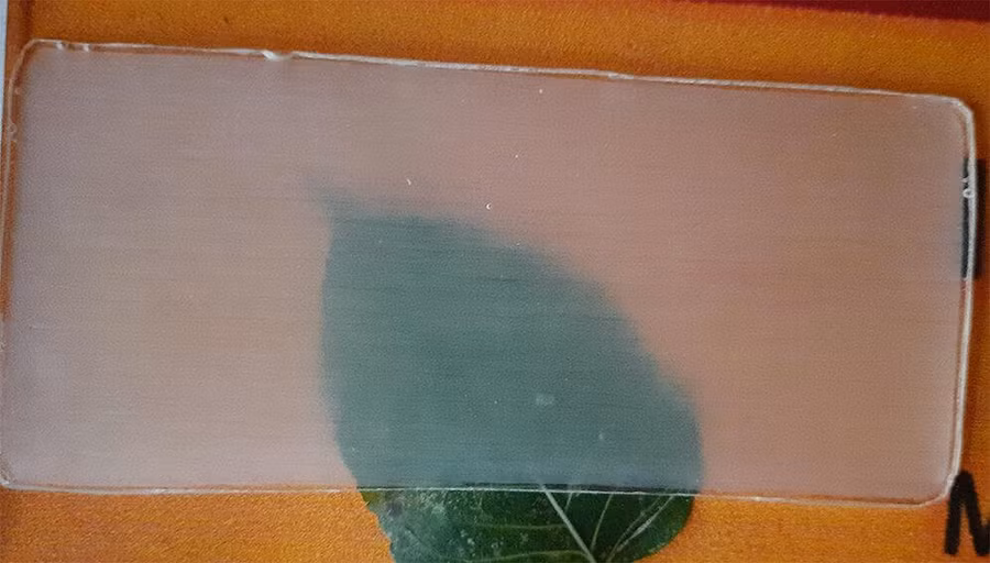 Gỗ trong suốt có thể được sử dụng thay thế nhựa trong nhiều lĩnh vực. Ảnh: Anish M. Chathoth. Gỗ trong suốt có thể được sử dụng thay thế nhựa trong nhiều lĩnh vực. Ảnh: Anish M. Chathoth.