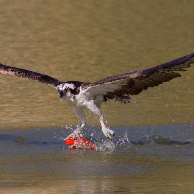 An osprey catches a goldfish from Blair Pond Park in British Columbia, Canada. Photographer Ron Racine heard about birds lifting goldfish out of the pond. He says: 