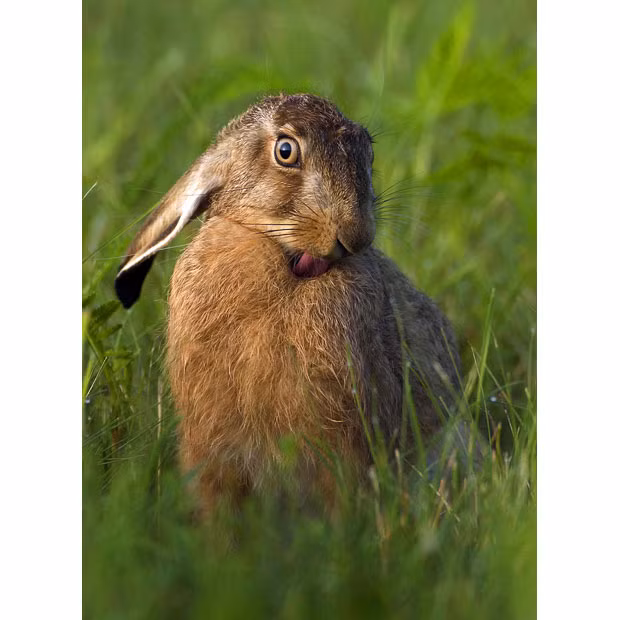 A young hare poses for the camera in Brandenburg, Germany