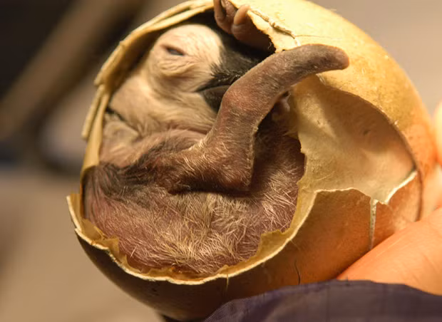 A Chinese aquarium had to lend a helping hand to a baby penguin as it was hatching after it became apparent that it was too weak to break out of its shell