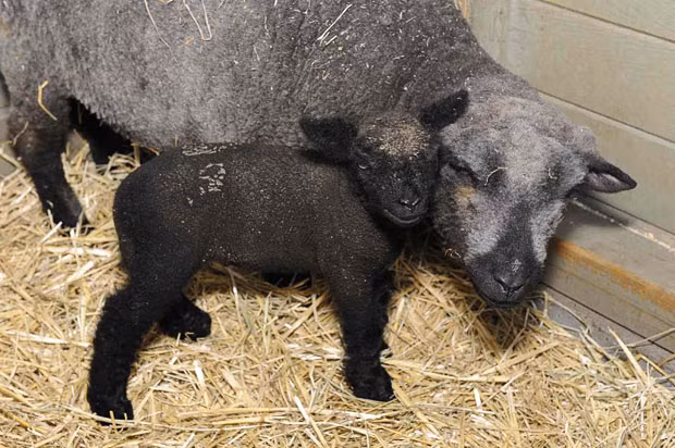 A Southdown lamb born on Saturday, August 27 in New York’s Central Park Zoo. The 8-pound newborn, seen here with her mother Truffle, was born the day before Hurricane Irene struck New York