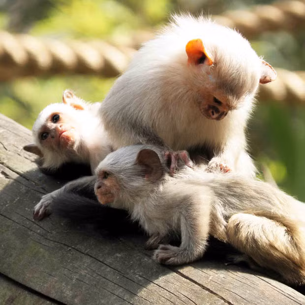 Colchester Zoo is proud to announce success in two of their primate breeding programmes which have resulted in the births of a silvery marmoset and Geoffroy