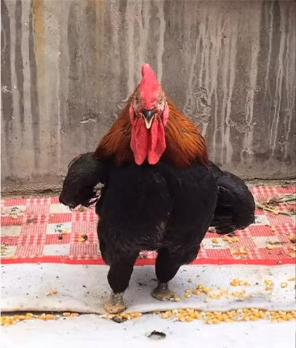 Ngac nhien truoc nghi luc song cua ga trong cut ca hai chan - Anh 6
