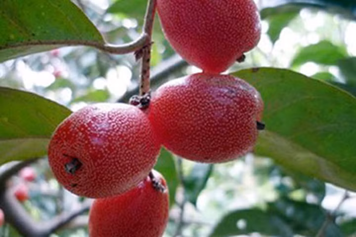 Bài thuốc quý chữa bệnh từ quả nhót không thể không biết