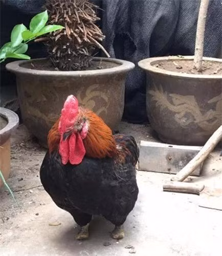 Ngac nhien truoc nghi luc song cua ga trong cut ca hai chan - Anh 5