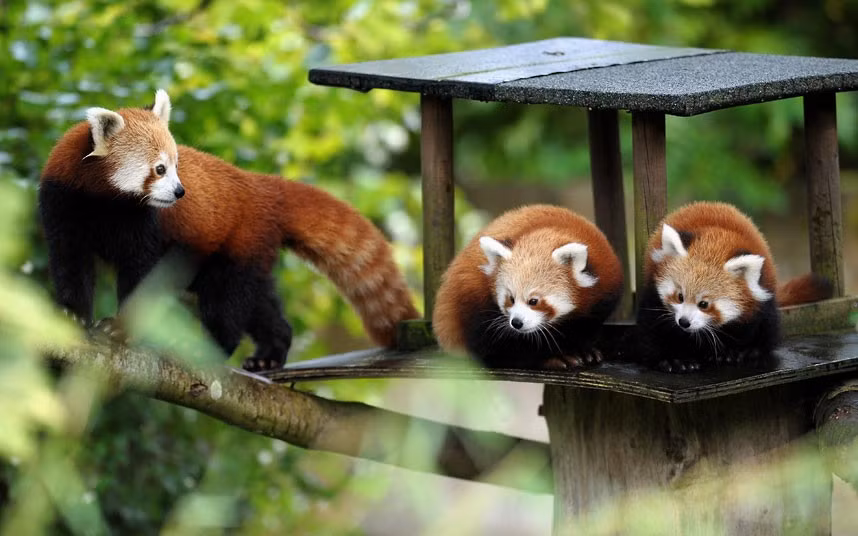 Ảnh động vật đẹp trong tuần ảnh 6 Baby red pandas take some of their first steps in their enclosure after they were born at the Coltswold Wildlife Park in Oxfordshire