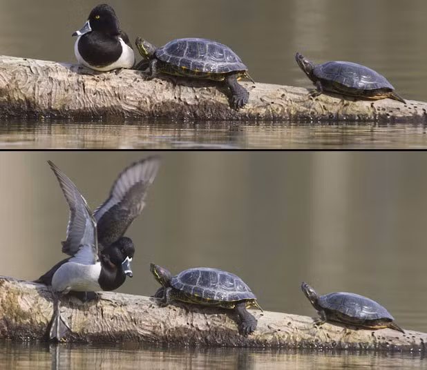 Ảnh động vật đẹp trong tuần ảnh 2 This ring-necked duck was sitting on a log when it was rudely disturbed by two territorial red-eared slider turtles. Trying to ignore the hard-shelled bullies, he soon found one of them nudging him with its nose. The duck then got in a flap as the turtles backed off and plopped into the water. Photographer Nate Chappell captured the scene at Lakewood in Washington, America.