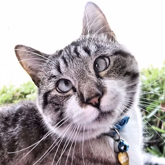 Ảnh động vật đẹp trong tuần ảnh 4 Meet Spangles, the cross-eyed cat, who has become an internet sensation after his proud owner Mary Buchanan posted pictures of him wearing costumes online. Now the three-year-old feline has his own Facebook fan page at facebook.com/spangles09 where thousands of followers eagerly await daily pictures...
