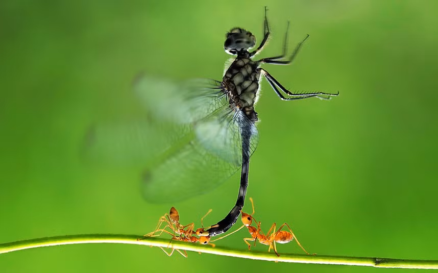 Ảnh động vật đẹp trong tuần ảnh 10 Three tiny ants carry a dragonfly after it fell out of a spider’s web. The tiny trio hold the much larger insect upright while balancing on a very narrow twig. Photographer Adhi Prayoga spotted the action on a tree close to his home on the island of Lombok, Indonesia.