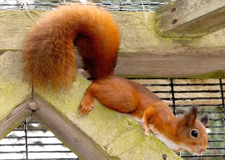 Ảnh động vật đẹp trong tuần ảnh 7 This lovelorn red male squirrel has been given the brush-off after a blind date with a new mate - but hopes remain the pair could be the perfect match at Kelling Heath Holiday Park, near Holt, Norfolk. A flame-furred female squirrel arrived last week with staff hoping she would hit it off with an amorous male. But on arrival, the six-month-old female rushed to hide in a neighbouring pen, leaving her would-be 18-month-old partner forlorn.