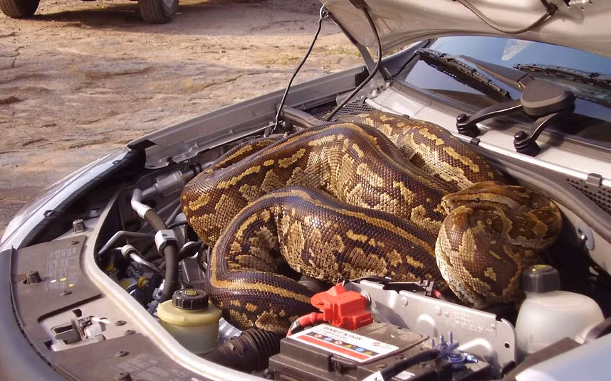 A couple discovered a huge python hitching a ride in their car. The slithery squatter sneaked underneath the bonnet of Marlene Swart and Leon Swanepoel’s car while they were on holiday at the Kruger National Park in South Africa. They were on the look-out for lions when the five-metre python shot out of the grass and disappeared under their car. When the snake failed to reappear Marlene and Leon were forced to endure a three-mile journey knowing the python was somewhere inside their vehicle before arriving at the nearest lookout point. 