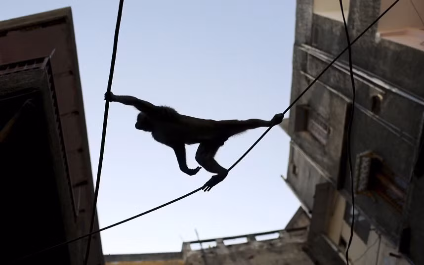 Ảnh động vật đẹp trong tuần ảnh 8 A monkey uses telephone wires to cross a street in New Delhi, India
