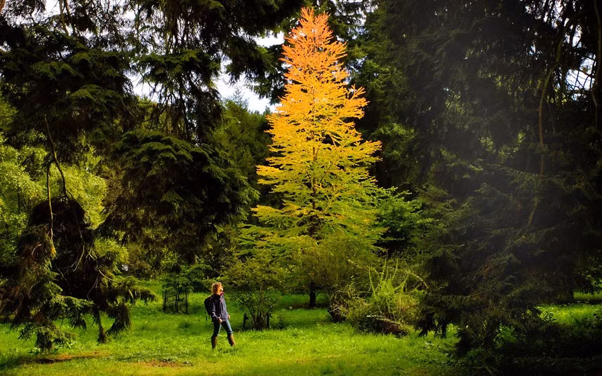 Những hình ảnh ấn tượng trong tuần ảnh 9 Trees are beginning to show their autumn colours at Westonbirt Arboretum in Gloucestershire. Public gardens have started showing a spectacular variety of deep reds and yellow leaves thanks to this year’s unusual weather.