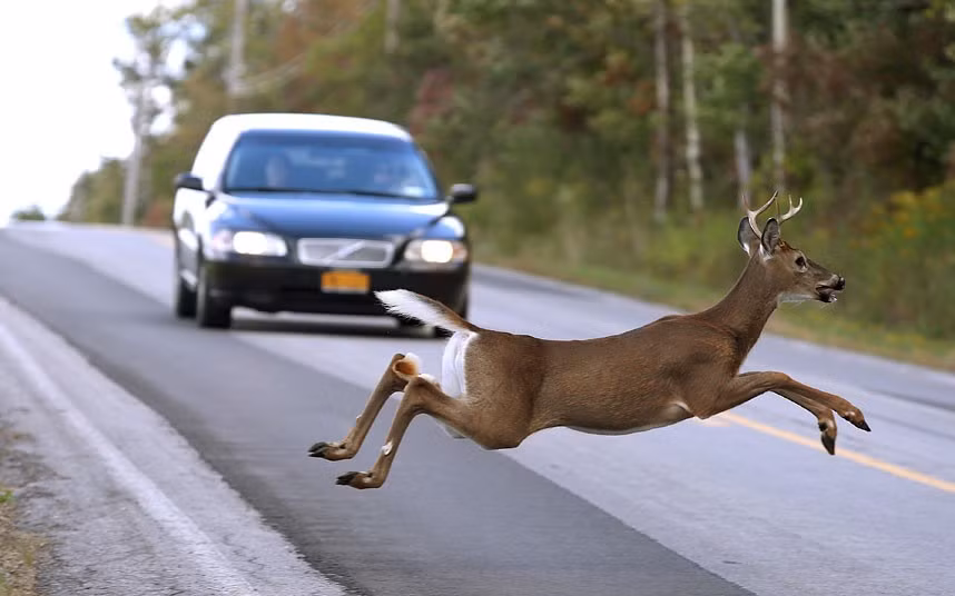 Ảnh động vật đẹp trong tuần ảnh 9 A motorist brakes to stop as a deer leaps across Mill Road in East Aurora, New York