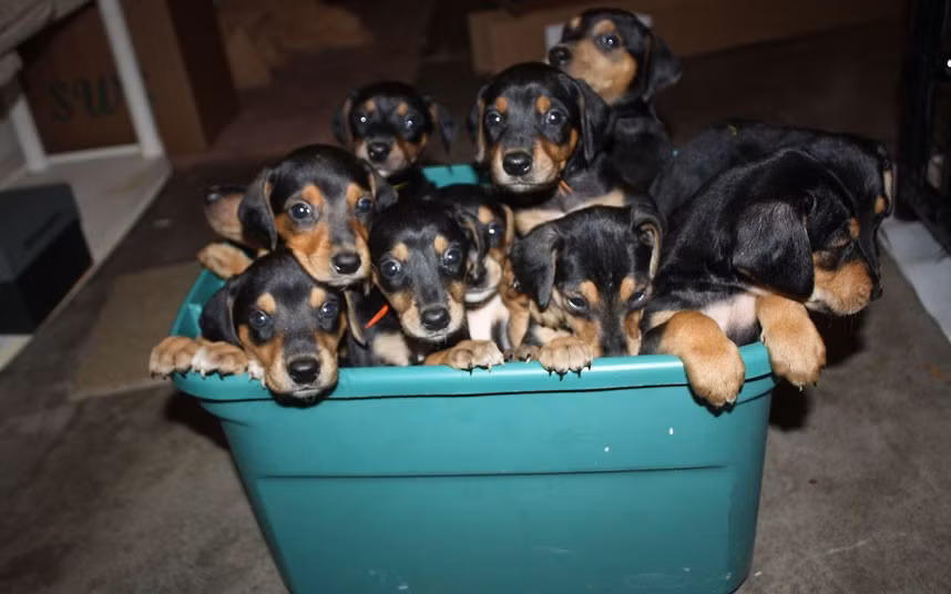 Twelve doberman puppies sit in a bucket. The so-called ’Dirty Dozen’ were birthed by a stray doberman rescued from the street and cared for by kind-hearted Peggy Conover in Tavares, Florida.