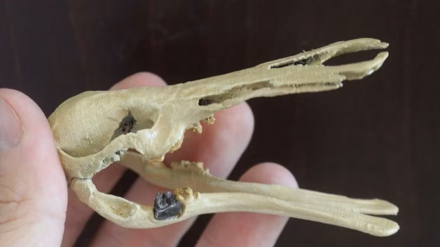 Tái tạo hộp sọ của Patagorhynchus pascuali, với chiếc răng hàm đã hóa thạch. Tái tạo hộp sọ của Patagorhynchus pascuali, với chiếc răng hàm đã hóa thạch.