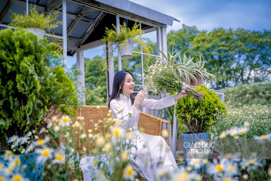 Cúc thường chỉ nở trong một quãng thời gian ngắn ngủi, tùy vào tình hình thời tiết mà thời gian thưởng hoa có thể kéo dài 2 tuần đến 1 tháng.