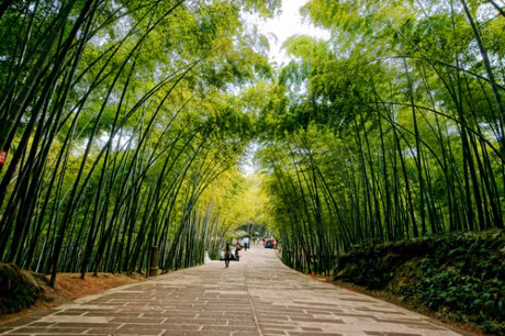 Cach dung cac bo phan cua cay tre chua benh hieu qua - Anh 1