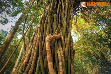 Cach dung cac bo phan cua cay tre chua benh hieu qua - Anh 2
