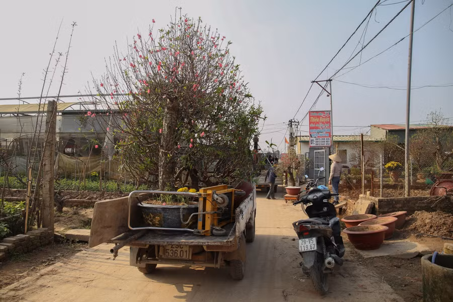Ngay từ sáng sớm, đường làng đã nườm nượp xe vận chuyển các gốc đào về vườn, để những người thợ làm nghề tiến hành cải tạo.