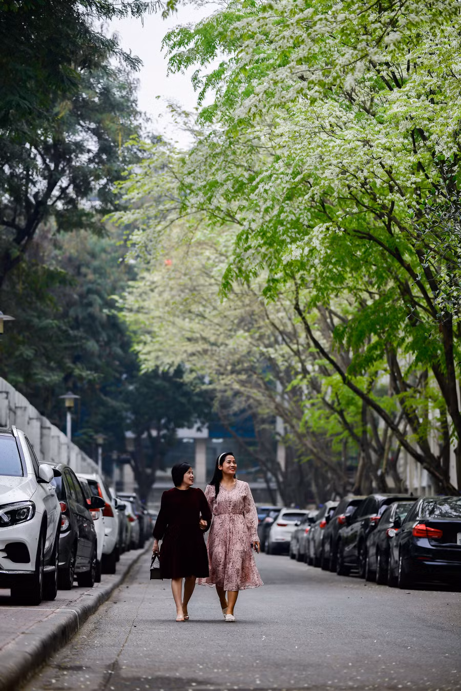 Khoảng một tuần sau khi hoa nở, những cánh hoa sưa mỏng manh thả mình bay theo gió, tạo cho những con đường trắng muốt những sắc hoa.