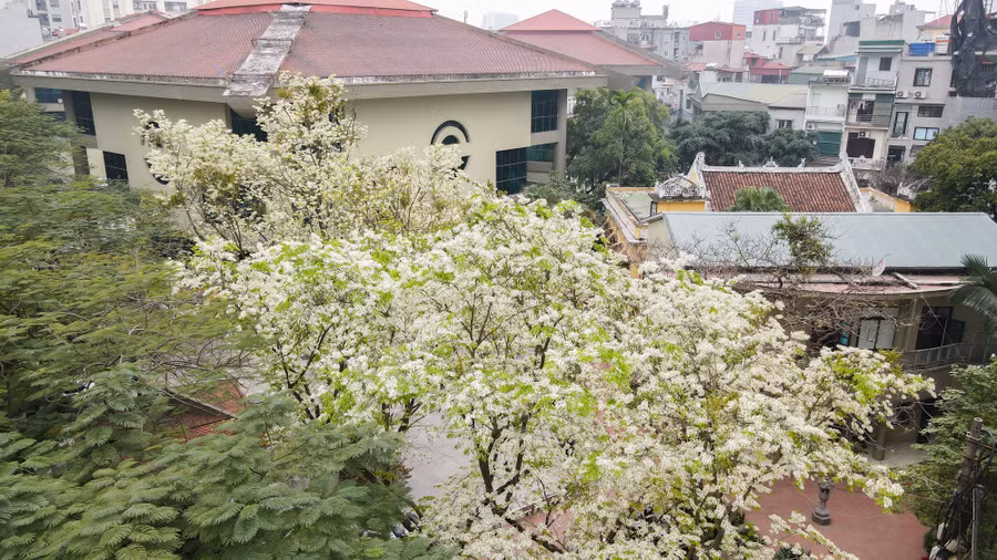 Ở Hà Nội, cây sưa có nhiều nhất trên các phố Phan Đình Phùng, Hoàng Hoa Thám, Phan Chu Trinh, Giảng Võ hay đường Thanh Niên....