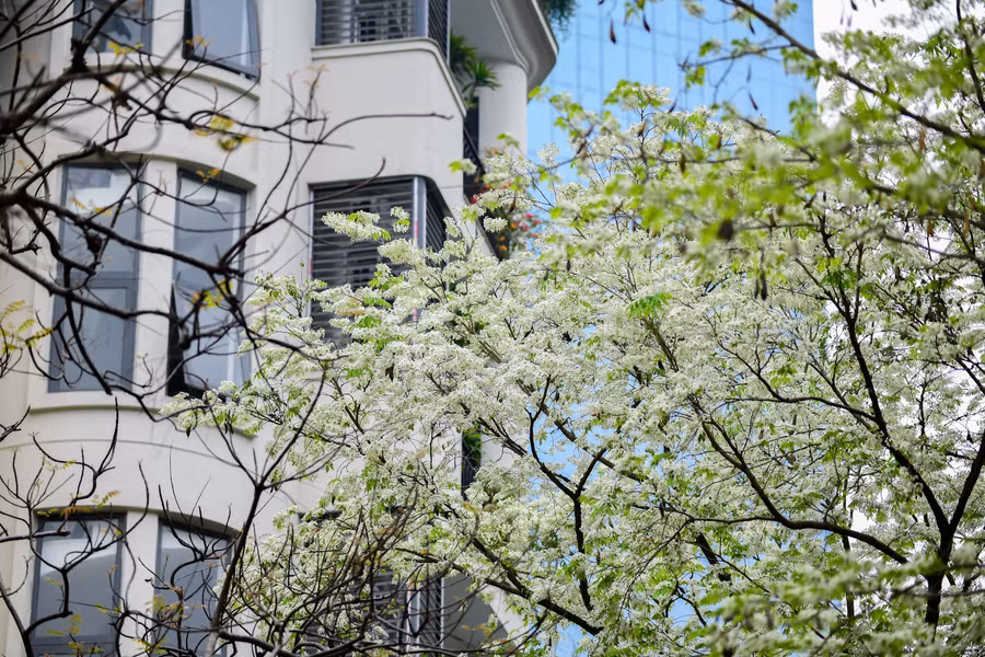Hoa sưa từ lâu đã luôn chiếm được trọn vẹn cảm tình của người dân Hà Nội.