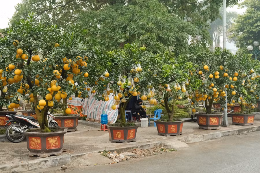 Không chỉ đào, bưởi cảnh cũng chịu chung số phận hẩm hiu. Những người bán hàng cho hay, giá bán bưởi cảnh cũng đã giảm mạnh, đôi khi giảm đến 1/3 so với Tết Tân Sửu.