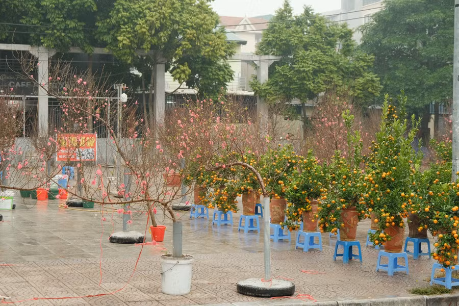 Đã gần đến rằm tháng Chạp nhưng các hàng bán hoa đào trên đường Lạc Long Quân vẫn vắng khách ghé mua.
