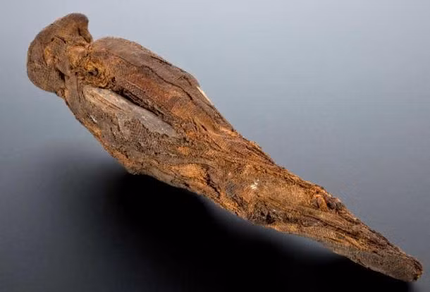 Ví dụ về xác ướp chim ưng. Ảnh: Ancient Origins. Ví dụ về xác ướp chim ưng. Ảnh: Ancient Origins.