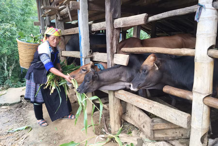 Vận động nhân dân xóa nhà tạm, làm nhà vệ sinh, làm chuồng trại nuôi nhốt gia súc.