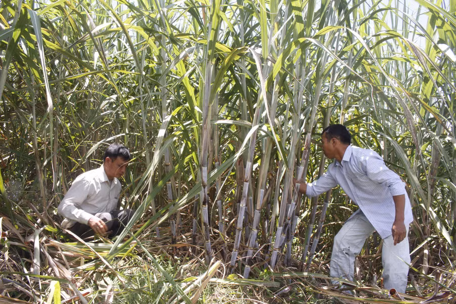 Mô hình trồng mía đường để phát triển kinh tế mang lại hiệu quả cao của nhân dân xã Hoang Thèn (huyện Phong Thổ).