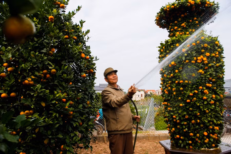 Độc đáo quýt lục bình khổng lồ phục vụ thị trường Tết ảnh 4