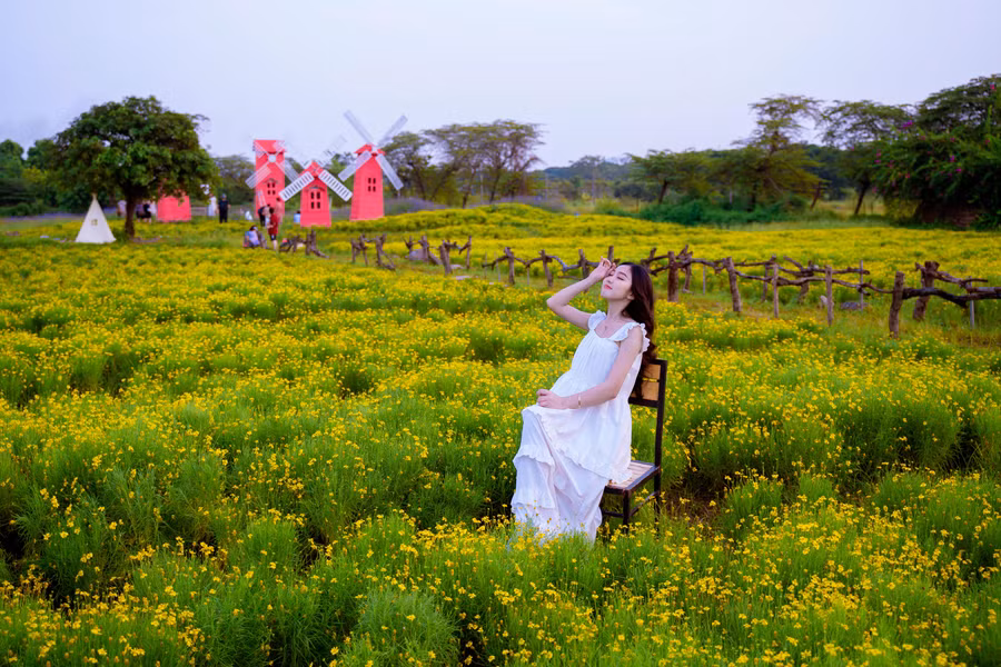 Khung cảnh lãng mạn ngập tràn màu vàng, nhiều bạn trẻ và người yêu hoa tìm tới thưởng ngoạn, chụp ảnh.