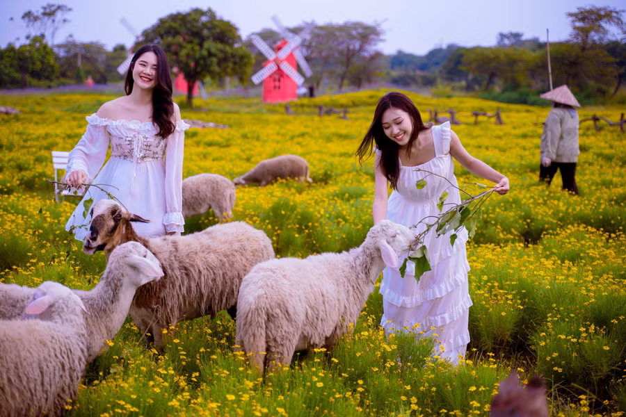 Cúc sao băng có nhiều tên gọi khác nhau như hoa cúc bi, hoa cúc rủ. Vì đặc điểm của nó là cúc rủ, vàng ươm, nhỏ xinh nên mới có những tên gọi như vậy.