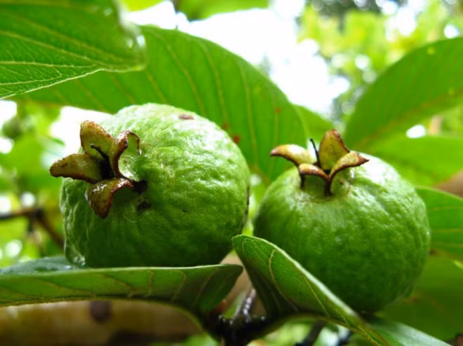 Tác dụng của quả ổi và những lưu ý khi ăn