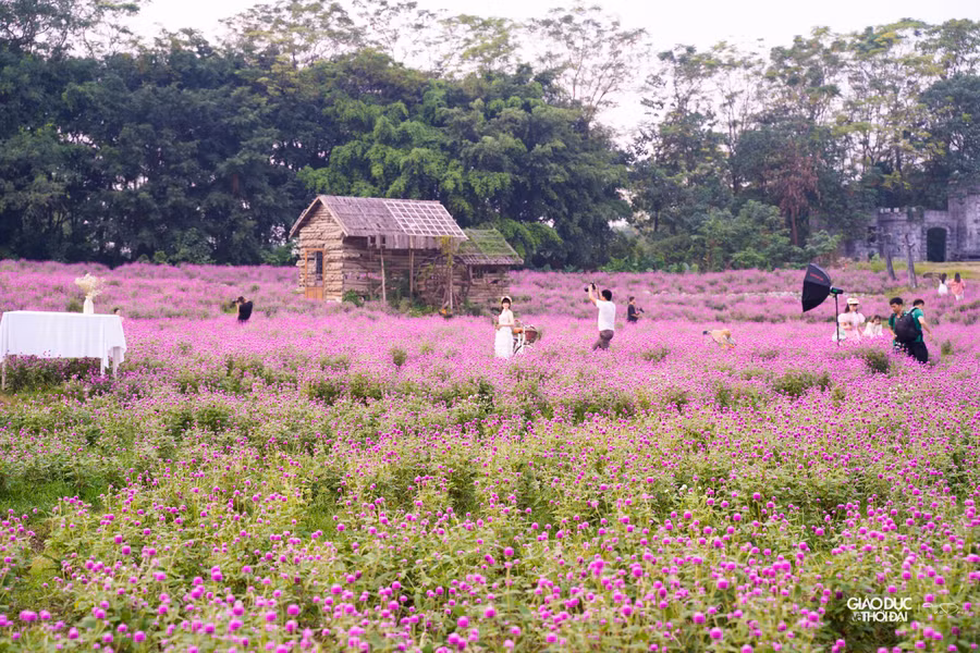 Khu vườn tím hồng rộng hơn 12.000m2 với khoảng 130.000 cây ở Thảo nguyên hoa Long Biên thu hút đông người trẻ, gia đình đến tham quan.