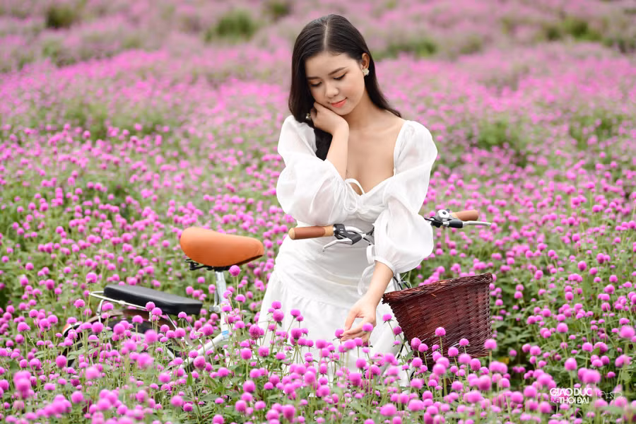 Một bạn trẻ chụp ảnh giữa vườn hoa bách nhật.