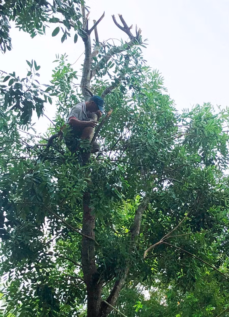 Những nhánh cây lớn được tỉa gọn.