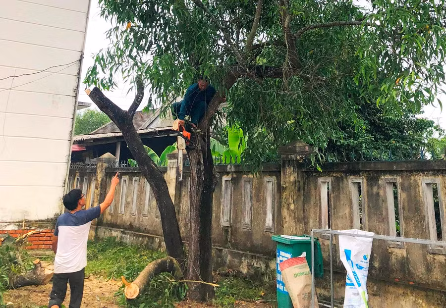 Tỉa các cây lớn.